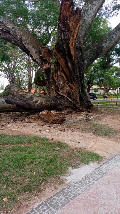 Foto 5 de 13 — Cai parte do Timburi, árvore histórica de Boa Esperança do Sul